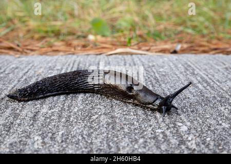 Black slug, Arion Ater, crawling on a road as seen from the side Stock Photo