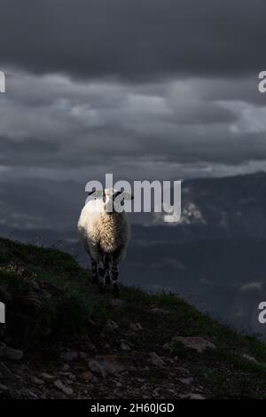 Sheep in the Dolomites - Mountains Stock Photo