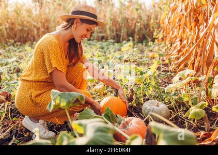 Pumpkins. Woman farmer picking autumn crop of pumpkins on farm. Agriculture. Thanksgiving and Halloween preparation Stock Photo