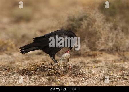 The ravens found on Lanzarote are the subspecies Canariensis,  and are on the endangered list.  This bird id feeding on rabbit carrion. Stock Photo