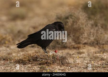 The ravens found on Lanzarote are the subspecies Canariensis,  and are on the endangered list.  This bird id feeding on rabbit carrion. Stock Photo