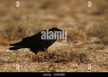 The ravens found on Lanzarote are the subspecies Canariensis,  and are on the endangered list.  This bird id feeding on rabbit carrion. Stock Photo