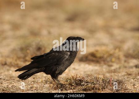 The ravens found on Lanzarote are the subspecies Canariensis,  and are on the endangered list.  This bird id feeding on rabbit carrion. Stock Photo