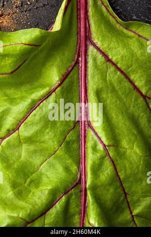 Close up of a beetroot leaf. Stock Photo
