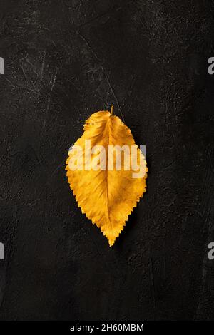 Yellow leaf on a black background. Stock Photo