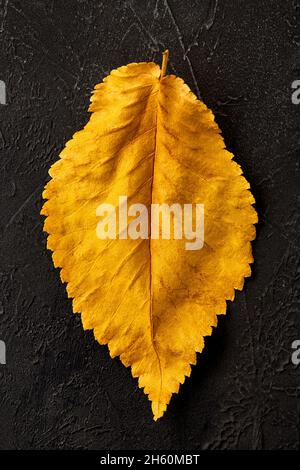 Yellow leaf on a black background. Stock Photo
