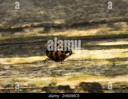 In the USA the Harlequin Ladybird is often called the Halloween Beetle because of their habits of congregating in large numbers in the Fall Stock Photo
