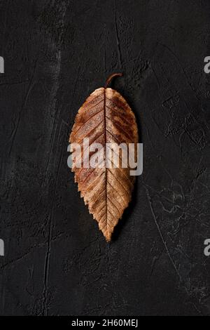Brown leaf on a black background viewed from the top. Stock Photo