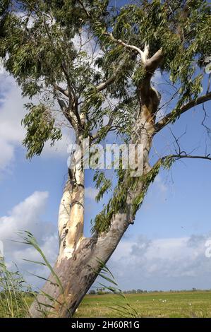 eucalyptus tree, Eucalyptus, medicinal plants, pyrophytic perennials