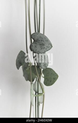 String of hearts houseplant (Ceropegia woodii) - trailing plant. Image shows the 'strings' with the heart shaped leaf set against a white background Stock Photo
