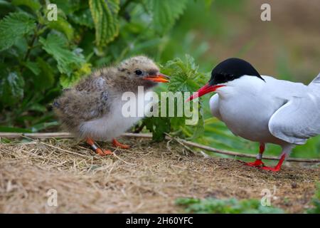 An Arctic Tern (Sterna paradisaea) family (adult and young chick) on Inner Farne, Farne Islands, Northumberland Stock Photo