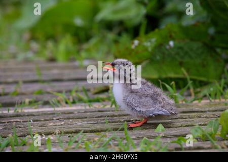 An Arctic Tern (Sterna paradisaea) chick on Inner Farne, Farne Islands, Northumberland Stock Photo