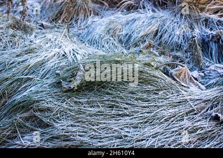 winter background, dry grass covered with frost in winter Stock Photo