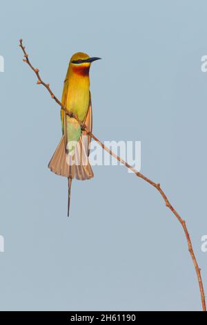 An adult Blue-tailed bee-eater (Merops philippinus) in breeding plumage perched on a branch in Sri Lanka Stock Photo