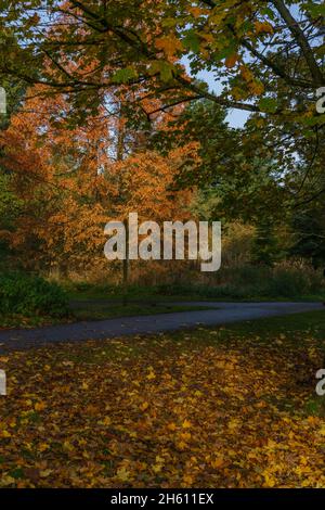 The Valley Gardens in Harrogate include fallen leaves with a rusty-orange hue that have accumulated on the ground next to a walking path. Stock Photo
