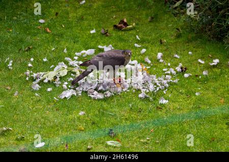 Sparrowhawk sat on top of a dead pigeon, surrounded by feathers.  Sparrowhawk (Accipiter nisus) eating a Wood Pigeon (Columba palumbus). Stock Photo