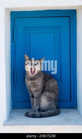 Stray cat yawning on a church window ledge, Agioi Anargyri Church, Cape Greko, Cyprus. Stock Photo