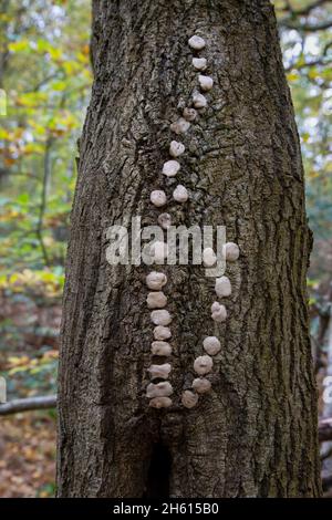Tree defaced with chewing gum Stock Photo