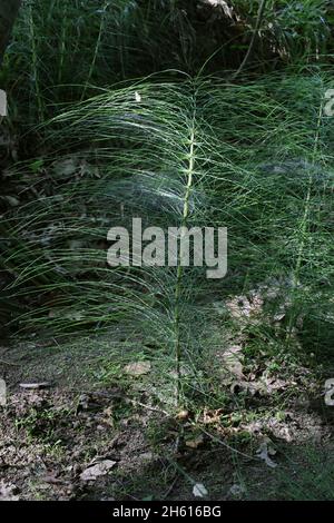 Equisetum telmateia, Great horsetail, Equisetaceae. Wild plant shot in summer. Stock Photo