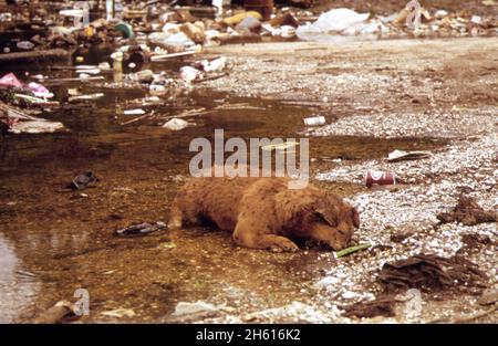 Highway 51 between Laplace and Manchac. Dead dog at illegal dumping ground. Water comes from back-up of nearby lake ponchartrain. Heavy rains and the opening of the Bonnet Carre Spillway caused the overflow; New Orleans  ca. April 1973 Stock Photo