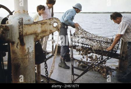 Lake Borgne oystermen claim release of Mississippi River flood waters has polluted their oyster beds. Some of the men arepreparing a legal deposition. Aboard Captain Pete Tesvich's boat they collect evidence for their case. Tesvich's group has boarded boat carrying a party of marine biologists of the U.S. Army corps of engineers. They too are testing the lake oysters. After examining a batch together, the men dump contents of dredge overboard; Louisiana  ca. June 1973 Stock Photo