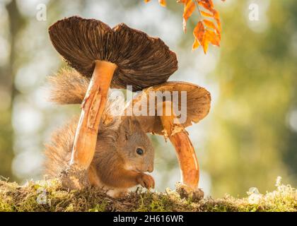 young red squirrel standing under mushrooms Stock Photo