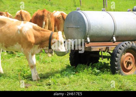 Cow in a pasture drinks from a drinking trough Stock Photo