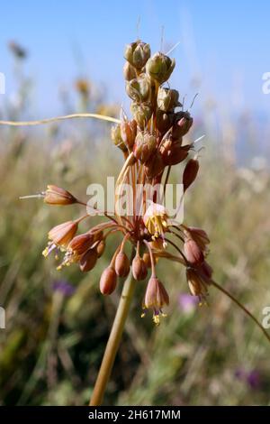 Allium flavum subsp. tauricum, Allium paczoskianum, Amaryllidaceae. Wild plant shot in summer. Stock Photo