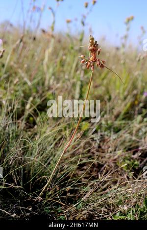 Allium flavum subsp. tauricum, Allium paczoskianum, Amaryllidaceae. Wild plant shot in summer. Stock Photo