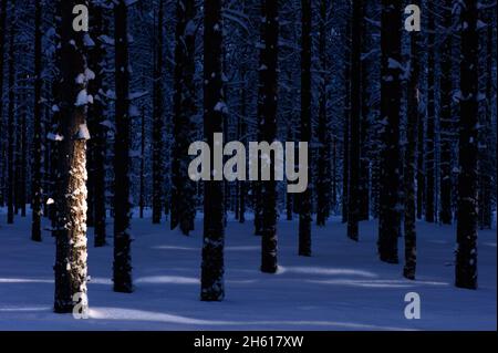 Evening in winter forest. Low angle sunlight filtering through tree trunks and casting light on snow surface. Focus on foreground tree trunk. Stock Photo