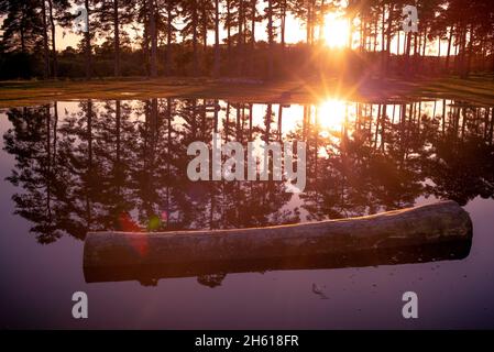 Sun sets in the forest with a cut tree floats in the pond with the reflected forest in the background.Conceptual image global warming/ climate change Stock Photo