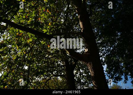 A wide angle shot of a nest box caught by the light in a large city tree. Nest boxes placed in Southampton city centre to encourage wildlife. Stock Photo