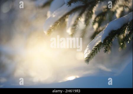 Spruce branches covered with snow Stock Photo