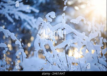 Winter scene - snow covered dried plants Stock Photo