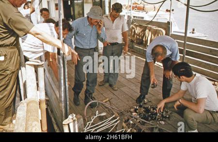 Lake Borgne oystermen claim release of Mississippi River flood waters has polluted their oyster beds. Aboard a boat, they collect evidence for their case. The oystermen examine diseased oysters dredged by the U.S. Army Corps of Engineers; Louisiana  ca. June 1973 Stock Photo