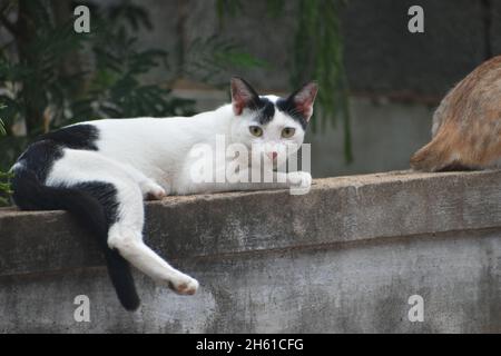 Cute Cats on a Wall Stock Photo