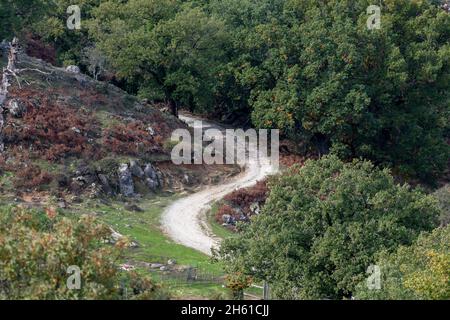 A winding mountain path through an old oak woodland. Stock Photo