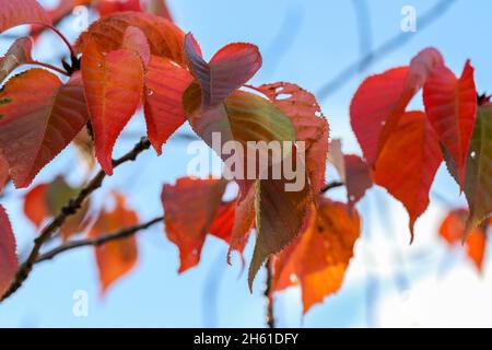 Colorful red orange Tupelo or Black Gum leaves during Autumn season. Heart shape foliage 'Nyssa sylvatica'. Dublin, Ireland Stock Photo