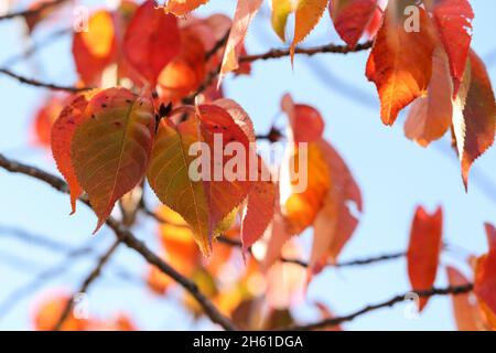 Autumn leaves in seasonal red orange colors, macro nature. Tupelo or Black Gum 'Nyssa sylvatica' on branch. Dreamy soft background. Dublin, Ireland Stock Photo