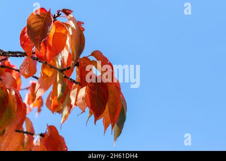 Macro nature red orange Tupelo or Black Gum leaves during Autumn season. 'Nyssa sylvatica' fall foliage. Dublin, Ireland Stock Photo