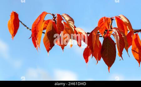 Vibrant red orange Tupelo or Black Gum leaves on horizontal branch during Autumn Fall season banner. 'Nyssa sylvatica'. Dublin, Ireland Stock Photo