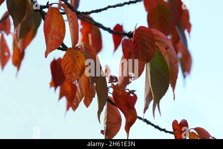 Macro nature red orange Tupelo or Black Gum leaves during Autumn season. 'Nyssa sylvatica' fall foliage. Dublin, Ireland Stock Photo