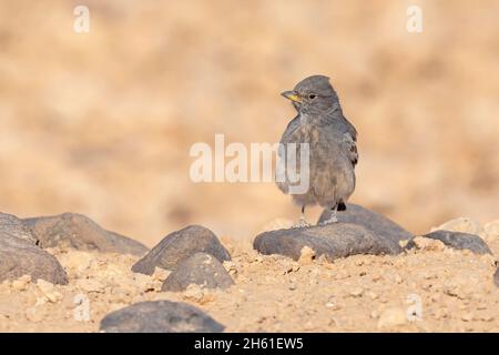 Desert lark, Safawi, Jordan, October 2021 Stock Photo
