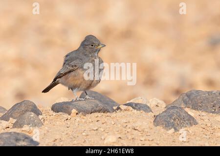 Desert lark, Safawi, Jordan, October 2021 Stock Photo