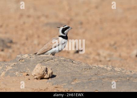 Temminckìs lark, Safawi basalt desert, Jordan, October 2021 Stock Photo