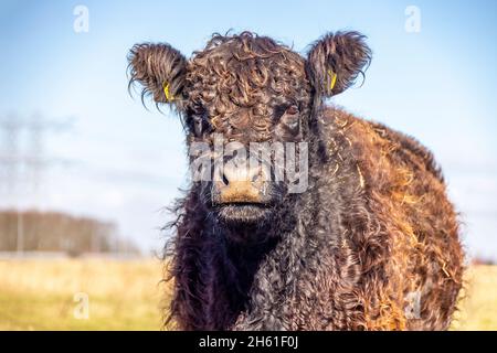 Galloway cow looking cheerful in a field, dark brown curly bearish beef cattle Stock Photo