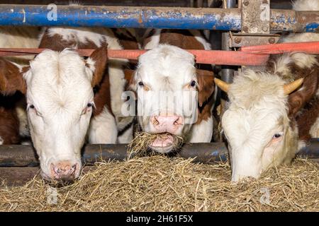 Cows eating hay fodder, three heads grazing straw in a barn, peeking through the bars Stock Photo