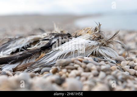 The carcass of a cormorant rotting on a pebble beach. Stock Photo