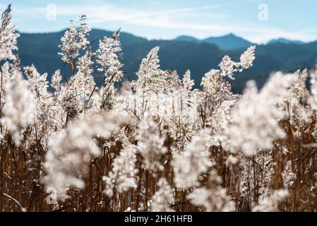 Reeds on the shore of Lake Walchen in front of autumnal mountain landscape of the Bavarian Alps in the sunshine, Germany Stock Photo