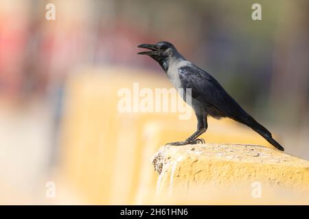 House crow, Aqaba, Jordan, October 2021 Stock Photo